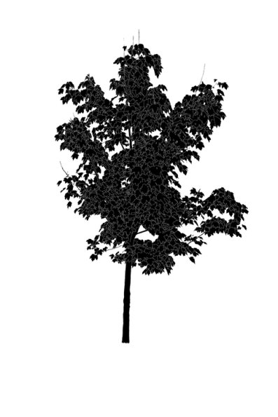 GreatValleyTree_BW